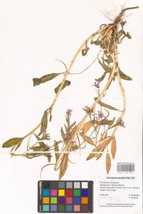 Хориспора нежная, Хориспора тоненькая (Pall.) DC., Восточная Европа, Нижневолжский район (E9) (Россия)