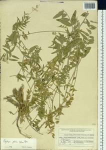 Остролодочник голый DC., Сибирь, Западный (Казахстанский) Алтай (S2a) (Казахстан)