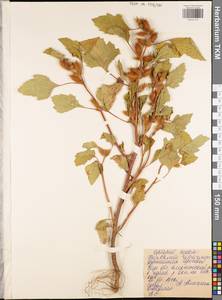 Xanthium orientale var. riparium (Celak.) Adema & M. T. Jansen, Восточная Европа, Центральный район (E4) (Россия)