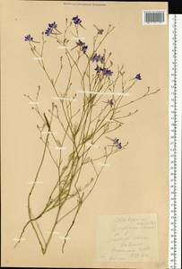 Delphinium consolida subsp. consolida, Восточная Европа, Южно-Украинский район (E12) (Украина)