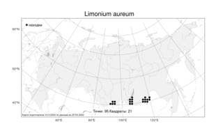 Limonium aureum, Кермек золотистый (L.) Hill, Атлас флоры России (FLORUS) (Россия)