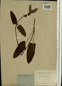 Betonica officinalis subsp. officinalis, Восточная Европа, Московская область и Москва (E4a) (Россия)