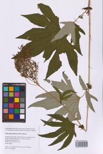 Filipendula digitata (Willd.) Bergmans, Сибирь, Дальний Восток (S6) (Россия)