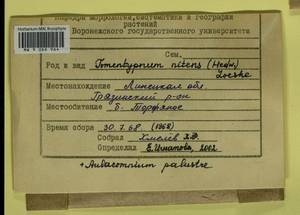 Aulacomnium palustre (Hedw.) Schwägr., Гербарий мохообразных, Мхи - Центральное Черноземье (B10) (Россия)