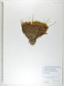 Хвощ камышковый Michx., Сибирь, Дальний Восток (S6) (Россия)