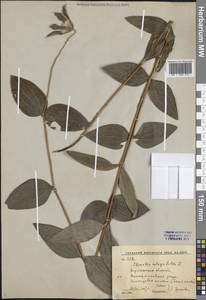 Ломонос цельнолистный L., Восточная Европа, Центральный лесостепной район (E6) (Россия)