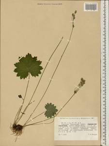 Primula matthioli subsp. altaica (Losinsk.) Kovt., Восточная Европа, Восточный район (E10) (Россия)
