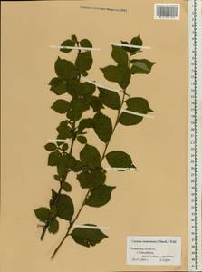 Prunus tomentosa Thunb., Восточная Европа, Центральный район (E4) (Россия)
