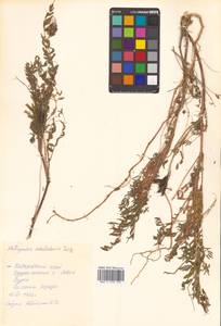 Астрагал Шелихова Turcz., Сибирь, Дальний Восток (S6) (Россия)