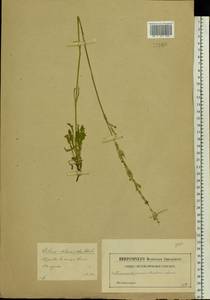 Смолевка зеленоцветковая (Willd.) Ehrh., Восточная Европа, Центральный лесостепной район (E6) (Россия)