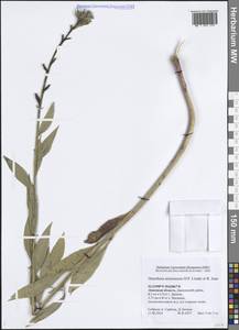 Oenothera × ersteinensis H.P.Linder & R.Jean, Восточная Европа, Центральный лесостепной район (E6) (Россия)