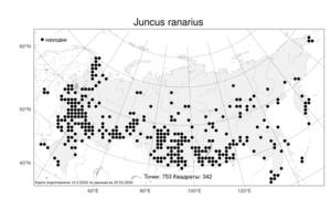 Juncus ranarius, Ситник лягушачий Songeon & E. P. Perrier, Атлас флоры России (FLORUS) (Россия)