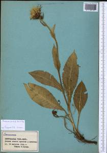 Соссюрея грязноцветковая Kar. & Kir., Средняя Азия и Казахстан, Северный и Центральный Тянь-Шань (M4) (Киргизия)