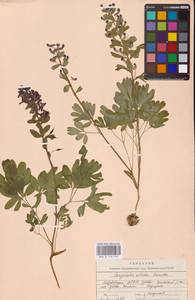 Хохлатка плотная (L.) Clairv., Восточная Европа, Средневолжский район (E8) (Россия)