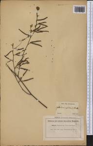 Mimosa axillaris Benth., Америка (AMER) (Бразилия)
