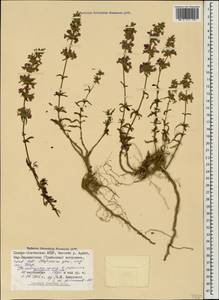 Чистец грузинский, Чистец иберийский M.Bieb., Кавказ, Северная Осетия, Ингушетия и Чечня (K1c) (Россия)