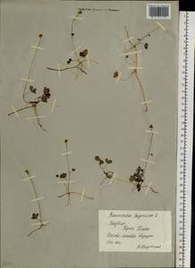 Coptidium lapponicum (L.) Á. Löve & D. Löve, Сибирь, Якутия (S5) (Россия)