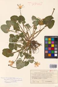 Ficaria kochii (Ledeb.) Iranshahr & Rech.fil., Кавказ, Грузия (K4) (Грузия)