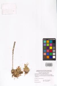 Горноколосник метельчатый (DC.) Fisch. ex Sweet, Восточная Европа, Восточный район (E10) (Россия)