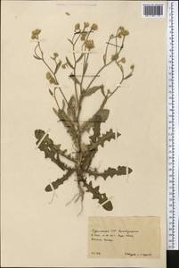 Asteraceae, Средняя Азия и Казахстан, Копетдаг, Бадхыз, Малый и Большой Балхан (M1) (Туркмения)