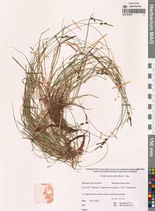 Осока Ван-Хьюрка Müll.Arg., Сибирь, Чукотка и Камчатка (S7) (Россия)