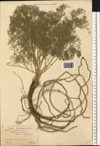 Жабрица извилистая L., Восточная Европа, Нижневолжский район (E9) (Россия)