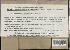 Jungermannia eucordifolia Schljakov, Гербарий мохообразных, Мхи - Карелия, Ленинградская и Мурманская области (B4) (Россия)