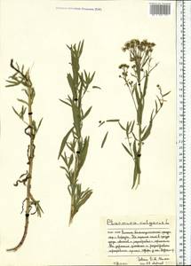 Achillea ptarmica subsp. ptarmica, Восточная Европа, Северный район (E1) (Россия)