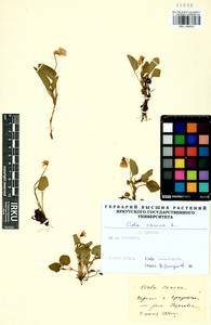 Фиалка собачья L., Сибирь, Прибайкалье и Забайкалье (S4) (Россия)