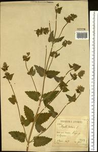 Котовник кошачий L., Восточная Европа, Центральный лесостепной район (E6) (Россия)