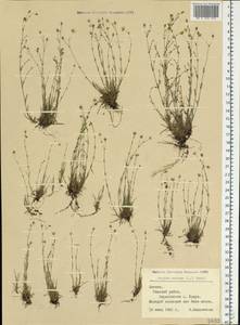 Мшанка узловатая (L.) Fenzl, Восточная Европа, Латвия (E2b) (Латвия)