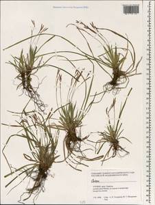 Осока, Зарубежная Азия (ASIA) (Турция)