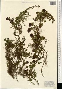 Thymus praecox subsp. grossheimii (Ronniger) Jalas, Кавказ, Турецкий Кавказ (K7) (Турция)