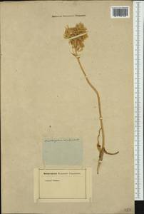 Ornithogalum arabicum L., Западная Европа (EUR) (Неизвестно)