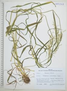Sibirotrisetum sibiricum (Rupr.) Barberá, Сибирь, Дальний Восток (S6) (Россия)