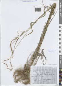 Пырейник смешиваемый (Roshev.) Tzvelev, Сибирь, Дальний Восток (S6) (Россия)