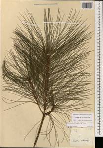 Pinus merkusii Jungh. & de Vriese, Зарубежная Азия (ASIA) (Вьетнам)
