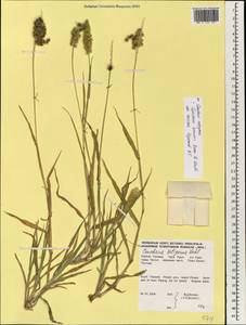 Cenchrus brownii Roem. & Schult., Зарубежная Азия (ASIA) (Таиланд)