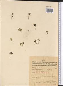 Многокоренник обыкновенный (L.) Schleid., Средняя Азия и Казахстан, Северный и Центральный Казахстан (M10) (Казахстан)