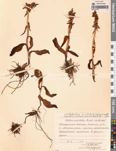 Пальчатокоренник остистый (Fisch. ex Lindl.) Soó, Сибирь, Чукотка и Камчатка (S7) (Россия)