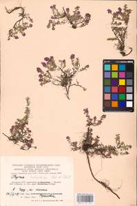 MHA 0 157 727, Thymus serpyllum subsp. tanaensis (Hyl.) Jalas, Восточная Европа, Литва (E2a) (Литва)