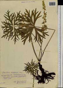 Борец бородатый Patrin ex Pers., Сибирь, Прибайкалье и Забайкалье (S4) (Россия)