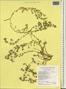 Лядвенец рактиниковый L., Зарубежная Азия (ASIA) (Кипр)
