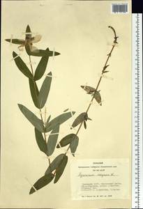 Зверобой большой L., Сибирь, Алтай и Саяны (S2) (Россия)