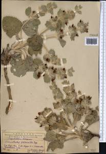 Phlomoides multifurcata Salmaki, Средняя Азия и Казахстан, Западный Тянь-Шань и Каратау (M3) (Казахстан)