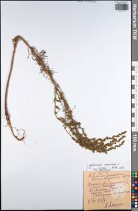 Полынь равнинная, Полынь полевая L., Восточная Европа, Центральный район (E4) (Россия)