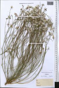 Asteraceae, Средняя Азия и Казахстан, Памир и Памиро-Алай (M2) (Таджикистан)
