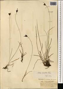 Carex bigelowii subsp. ensifolia (Turcz. ex Gorodkov) Holub, Монголия (MONG) (Монголия)