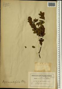 Morella cordifolia (L.) D.J.B. Killick, Африка (AFR) (ЮАР)
