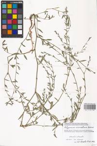 Спорыш простертый, Спорыш обыкновенный Boreau, Восточная Европа, Московская область и Москва (E4a) (Россия)